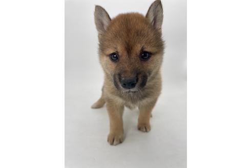 販売中の千葉県の柴犬-391790の12枚目