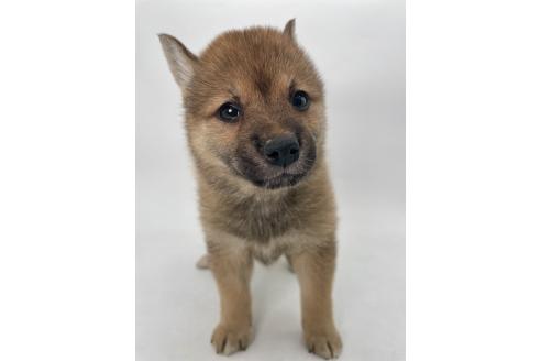 販売中の千葉県の柴犬-391790の11枚目