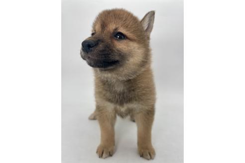 販売中の千葉県の柴犬-391790の10枚目