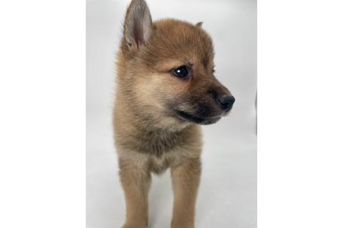販売中の千葉県の柴犬-391790の9枚目