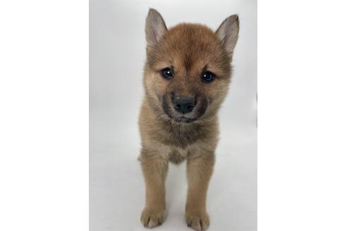 販売中の千葉県の柴犬-391790の8枚目