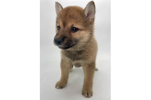 販売中の千葉県の柴犬-391790の7枚目