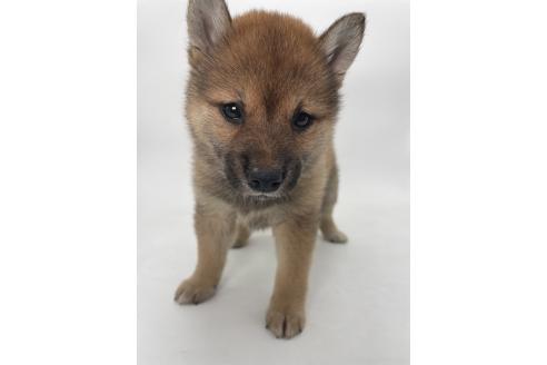 販売中の千葉県の柴犬-391790の6枚目