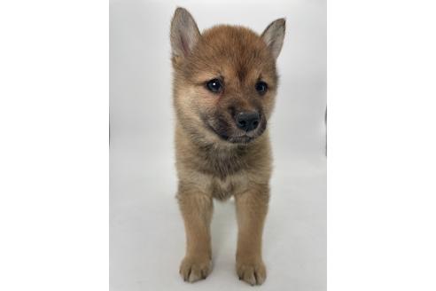販売中の千葉県の柴犬-391790の5枚目
