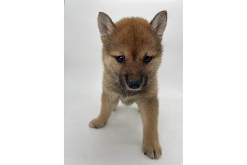 販売中の千葉県の柴犬-391790の4枚目