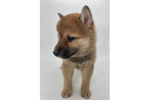 販売中の千葉県の柴犬-391790の3枚目
