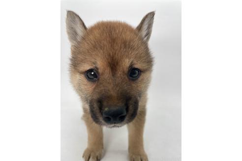 販売中の千葉県の柴犬-391790の2枚目