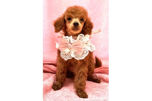 販売中の神奈川県のトイプードル-390474の1枚目