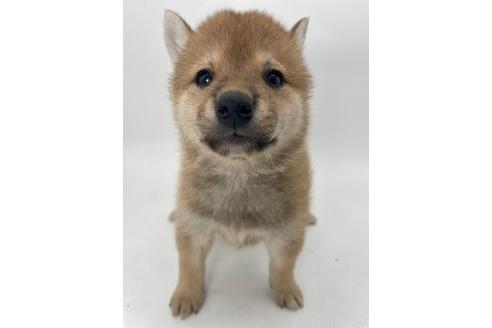 商談中の千葉県の柴犬-391791の12枚目