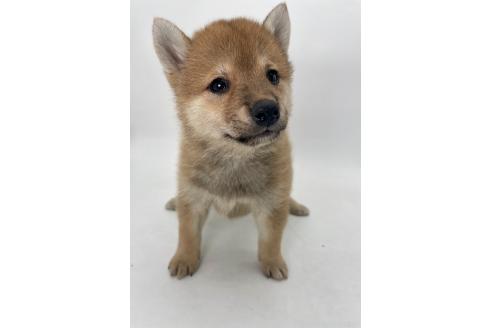 商談中の千葉県の柴犬-391791の11枚目