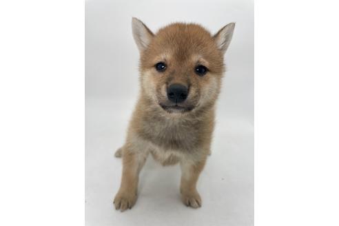 商談中の千葉県の柴犬-391791の10枚目