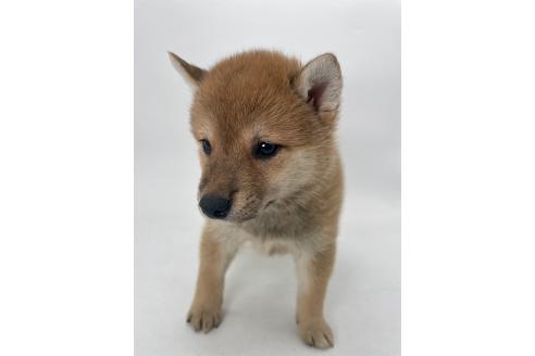 商談中の千葉県の柴犬-391791の9枚目
