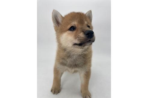 商談中の千葉県の柴犬-391791の8枚目