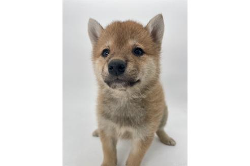 商談中の千葉県の柴犬-391791の7枚目