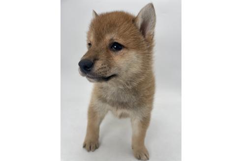 商談中の千葉県の柴犬-391791の6枚目