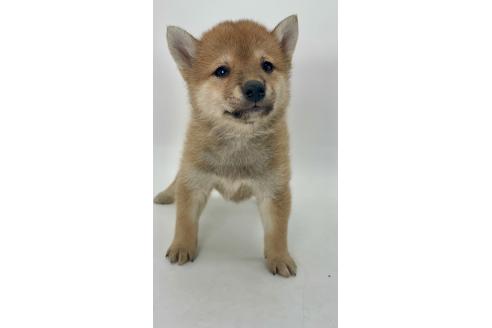 商談中の千葉県の柴犬-391791の5枚目