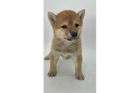 商談中の千葉県の柴犬-391791の4枚目