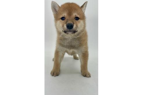 商談中の千葉県の柴犬-391791の2枚目