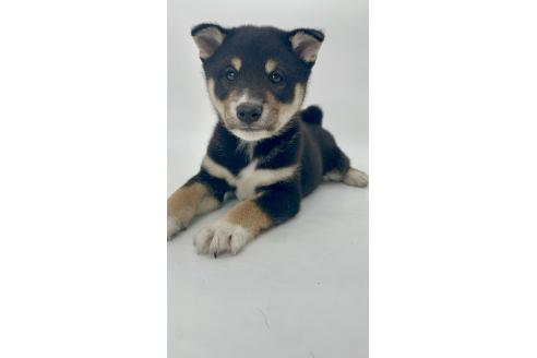 販売中の千葉県の柴犬-391793