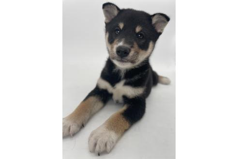 販売中の千葉県の柴犬-391793の16枚目