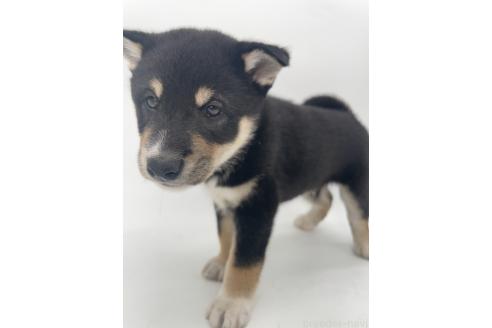 販売中の千葉県の柴犬-391793の14枚目