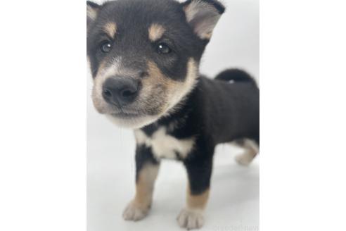販売中の千葉県の柴犬-391793の13枚目
