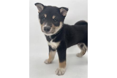 販売中の千葉県の柴犬-391793の12枚目