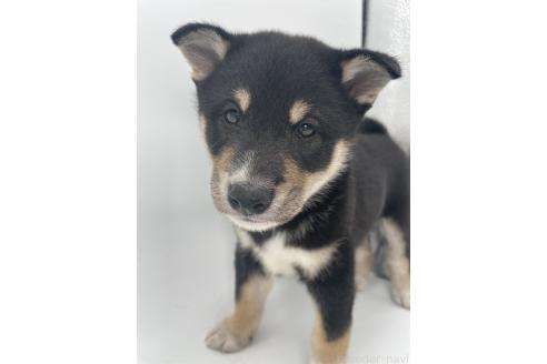 販売中の千葉県の柴犬-391793の11枚目