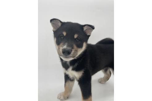 販売中の千葉県の柴犬-391793の10枚目
