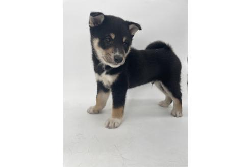 販売中の千葉県の柴犬-391793の9枚目