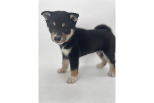 販売中の千葉県の柴犬-391793の8枚目