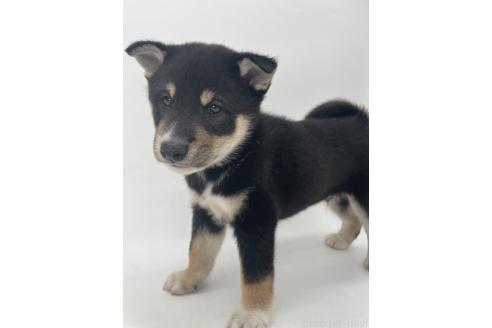 販売中の千葉県の柴犬-391793の7枚目
