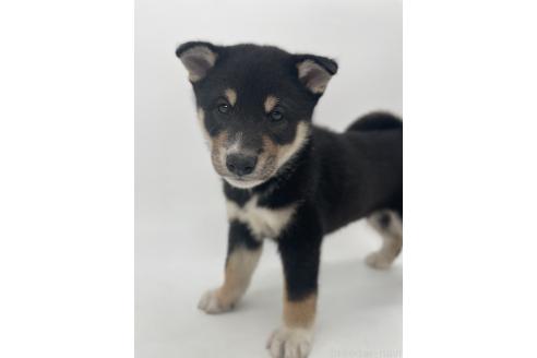 販売中の千葉県の柴犬-391793の6枚目