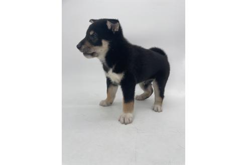販売中の千葉県の柴犬-391793の5枚目