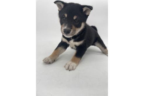 販売中の千葉県の柴犬-391793の4枚目