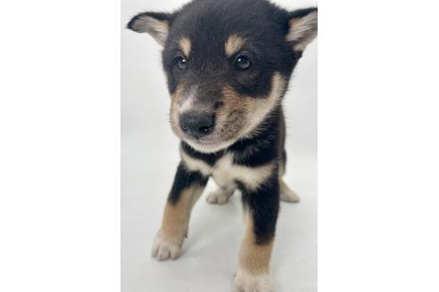 販売中の千葉県の柴犬-391793の3枚目