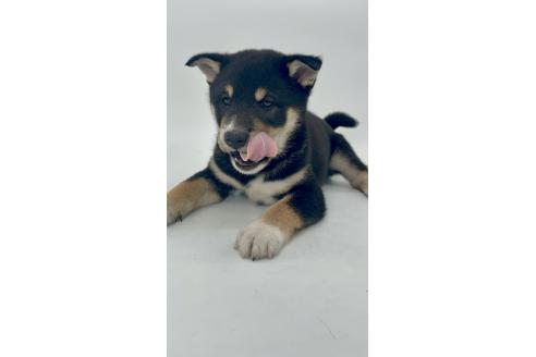 販売中の千葉県の柴犬-391793の2枚目