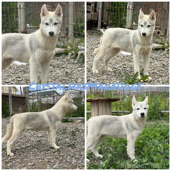 販売中の北海道のシベリアンハスキー-391794