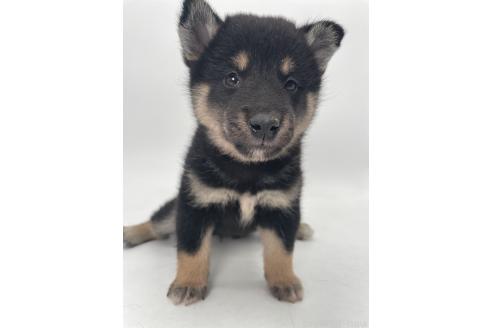 販売中の千葉県の柴犬-391796
