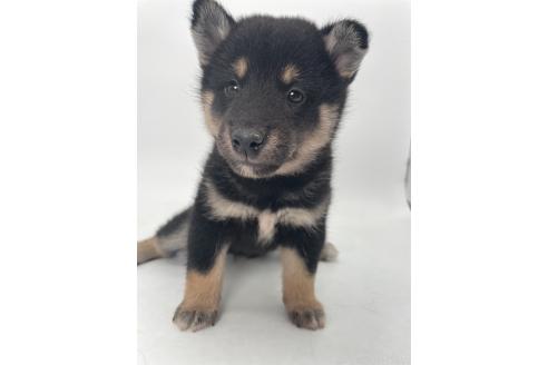 販売中の千葉県の柴犬-391796の14枚目