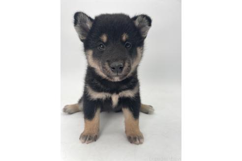 販売中の千葉県の柴犬-391796の13枚目