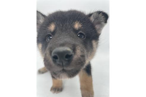 販売中の千葉県の柴犬-391796の12枚目