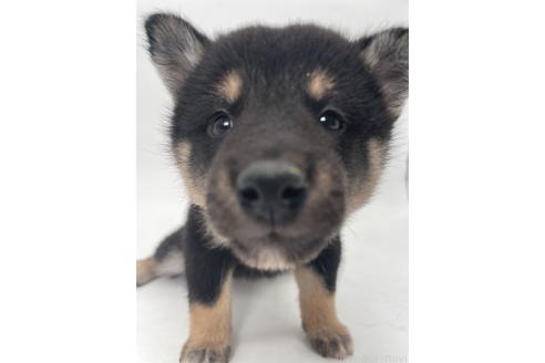 販売中の千葉県の柴犬-391796の11枚目