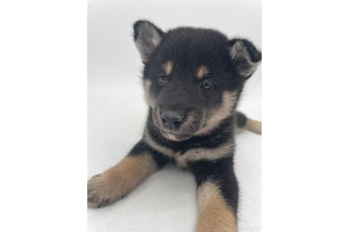 販売中の千葉県の柴犬-391796の10枚目