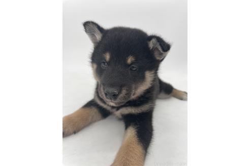 販売中の千葉県の柴犬-391796の9枚目