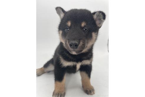 販売中の千葉県の柴犬-391796の8枚目