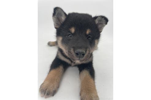 販売中の千葉県の柴犬-391796の7枚目