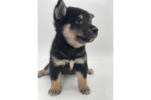 販売中の千葉県の柴犬-391796の6枚目