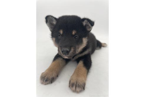 販売中の千葉県の柴犬-391796の4枚目