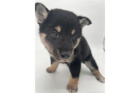 販売中の千葉県の柴犬-391796の3枚目